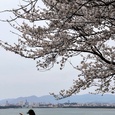 今山の桜
