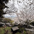今山の桜