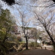 飯盛神社の桜