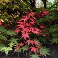 季節外れの紅葉