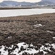 干潮の今津湾