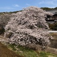 今宿上ノ原の桜