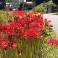 彼岸花