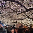 舞鶴公園の桜