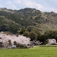 今宿上ノ原の桜