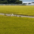 今津の田んぼ