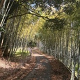今津の竹林