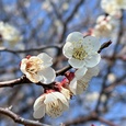 梅の花