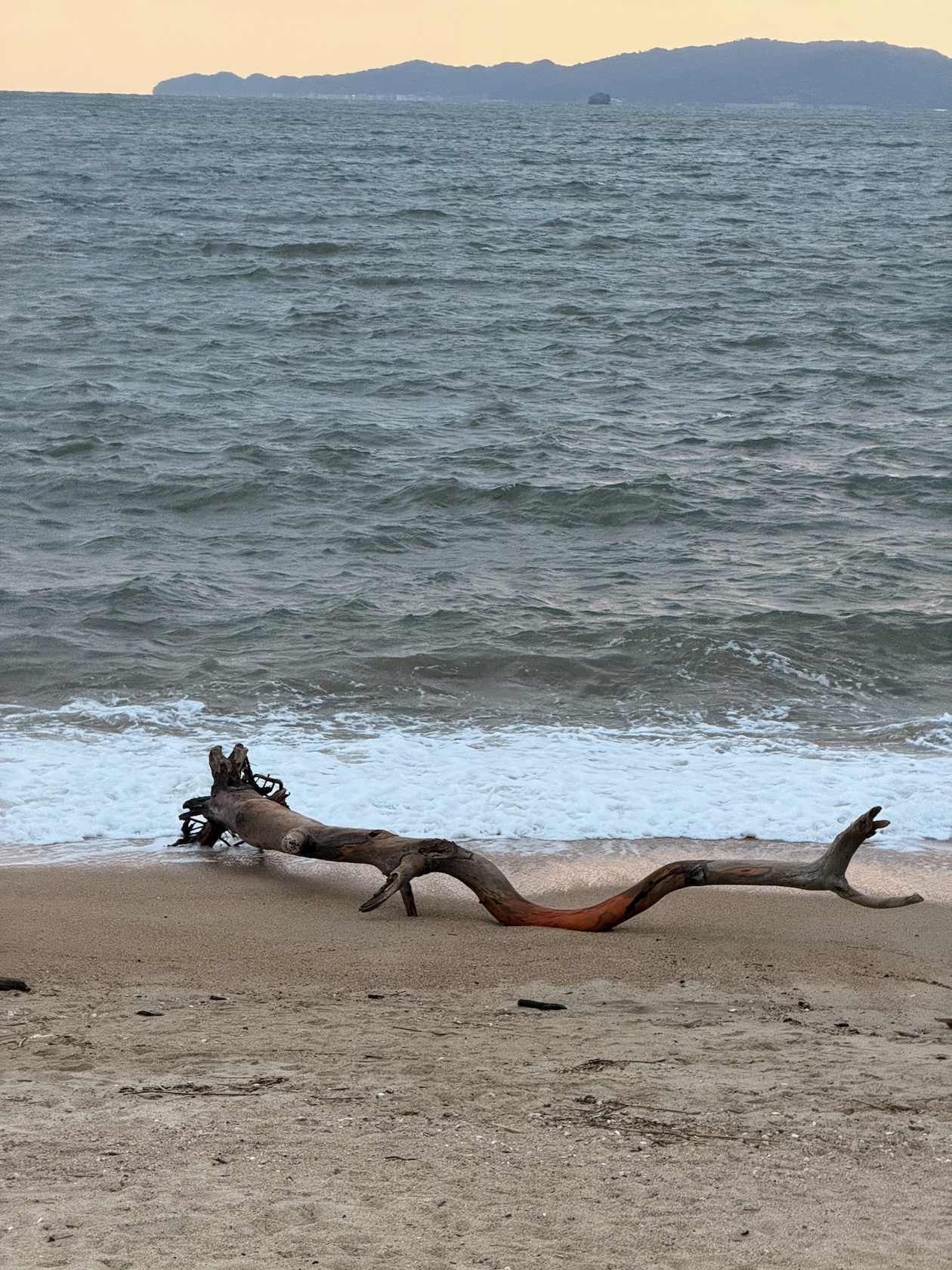 長垂海岸の流木