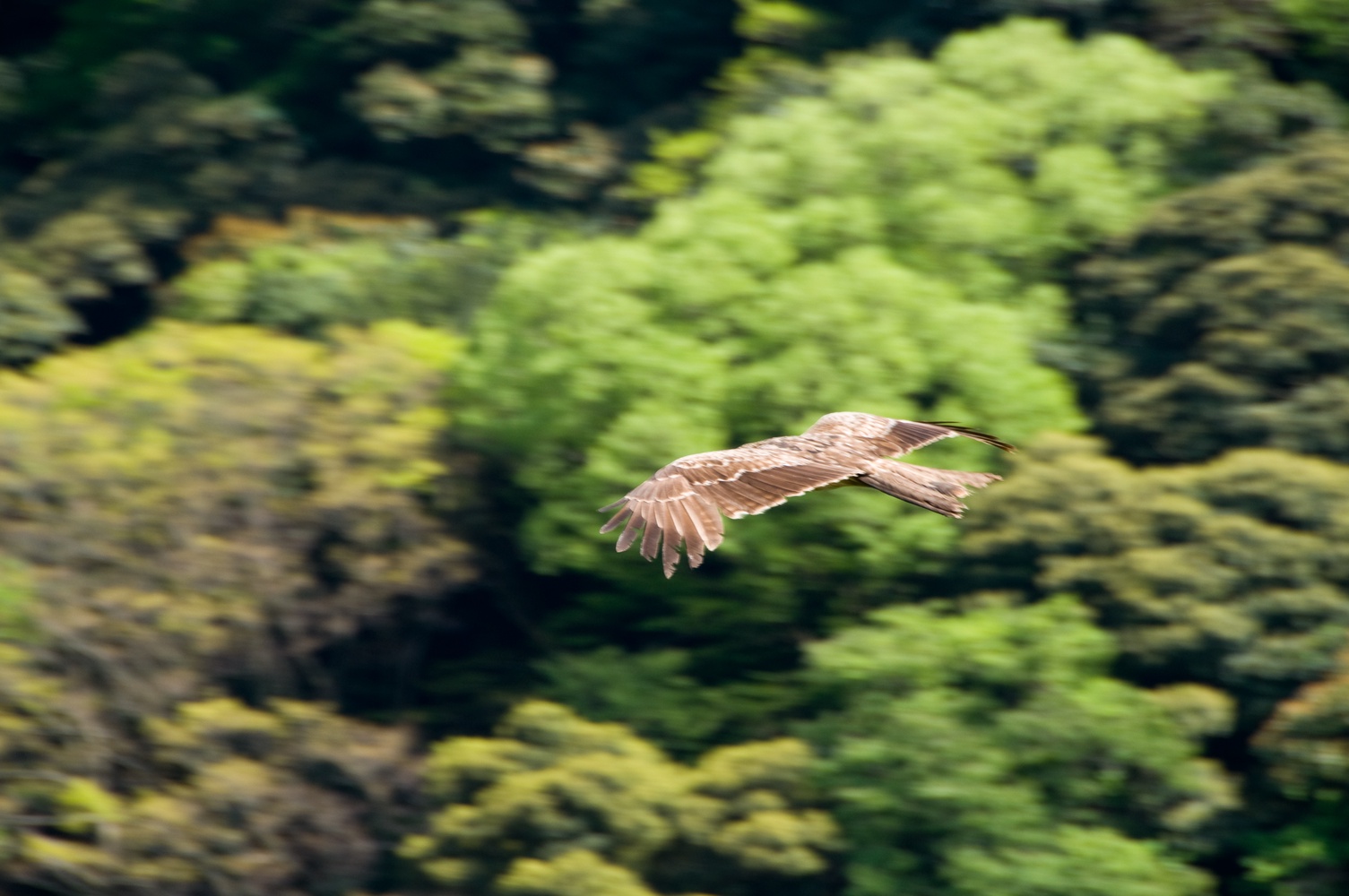 Black Kite Flying
