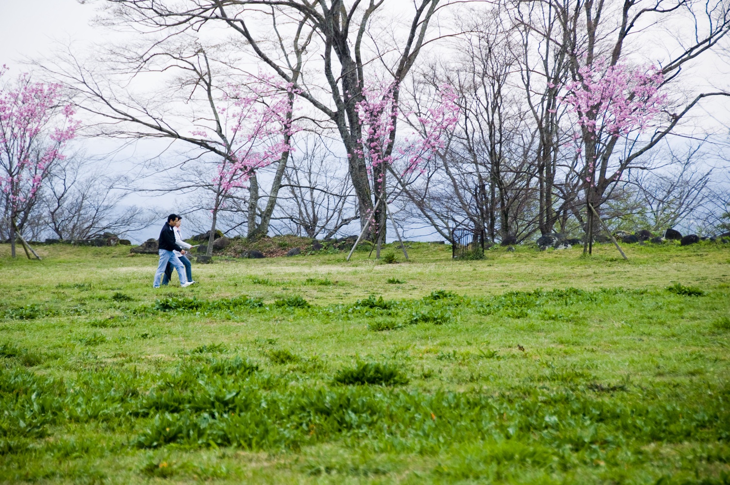 桜 / Cherry Blossom