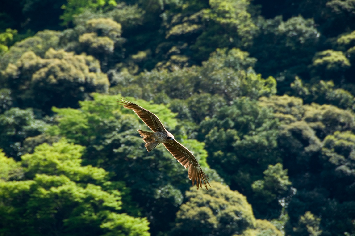 Black Kite Flying