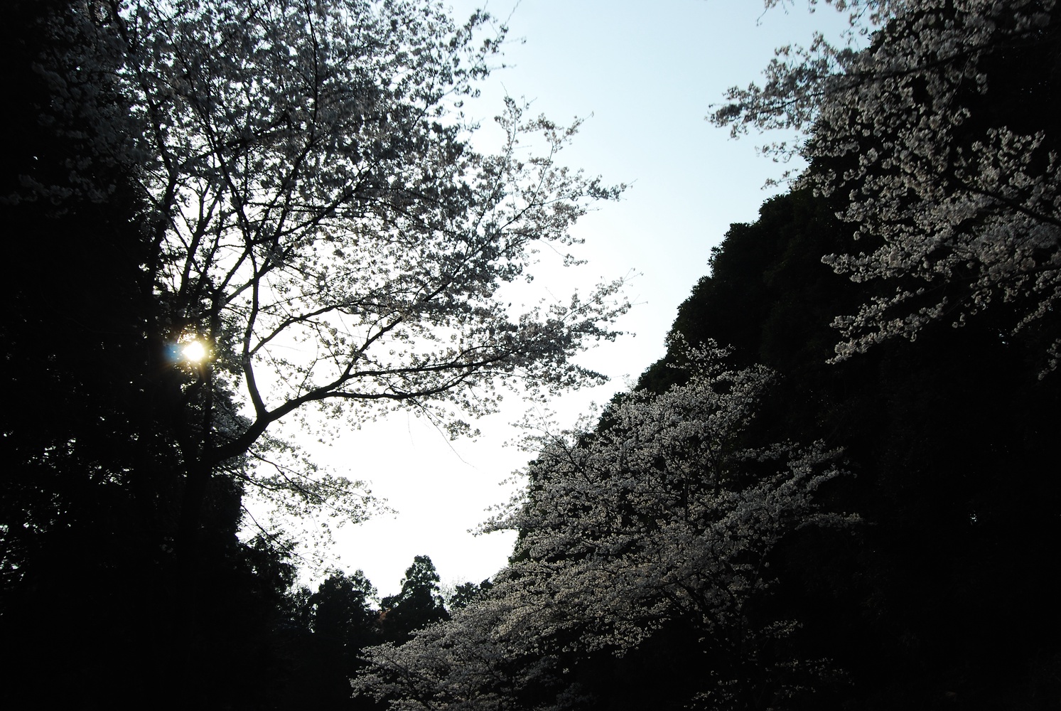 DSC_2222.JPG