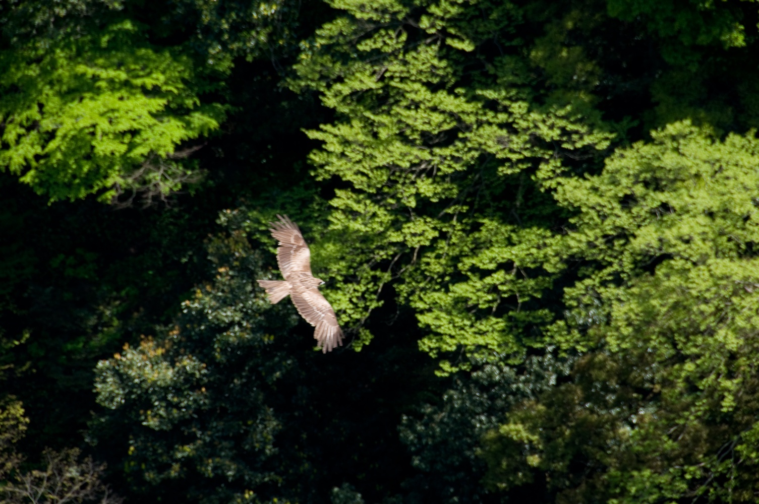 Black Kite Flying