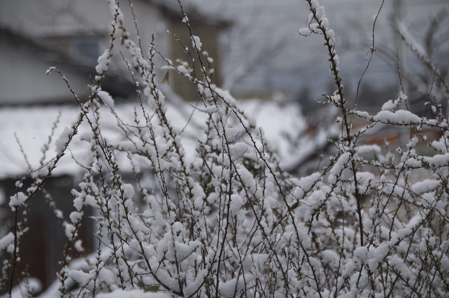 春の雪 / spring snow