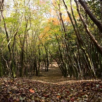 2021-11-14 嘉穂アルプス縦走 / Hitoshi Nakashimaさんの古処山・屏山・馬見山・江川岳の活動データ | YAMAP / ヤマップ