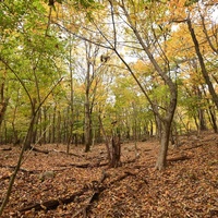 2020-11-01 猪の瀬戸湿原歩き / Hitoshi Nakashimaさんの由布岳・鶴見岳の活動データ | YAMAP / ヤマップ