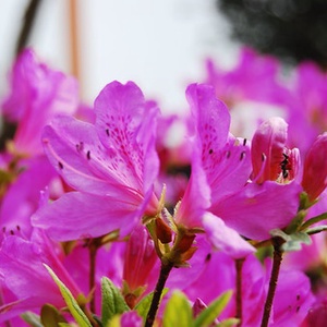 2442881920 5c62540694