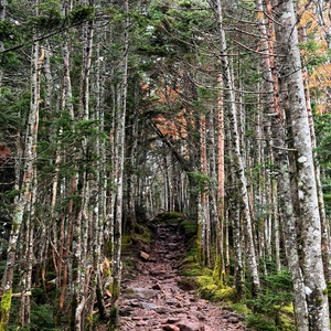 1149ebacf34e0ee8decd26630019a846